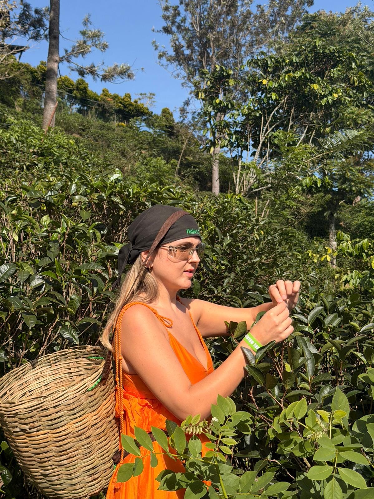 Guest hand-picking fresh Ceylon tea leaves in the emerald hills of Nuwara Eliya