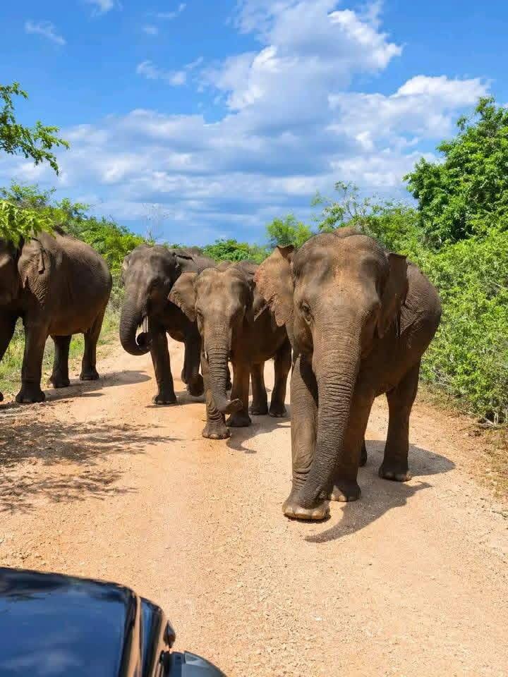 Herd of wild elephants approaching safari vehicle in Udawalawe National Park