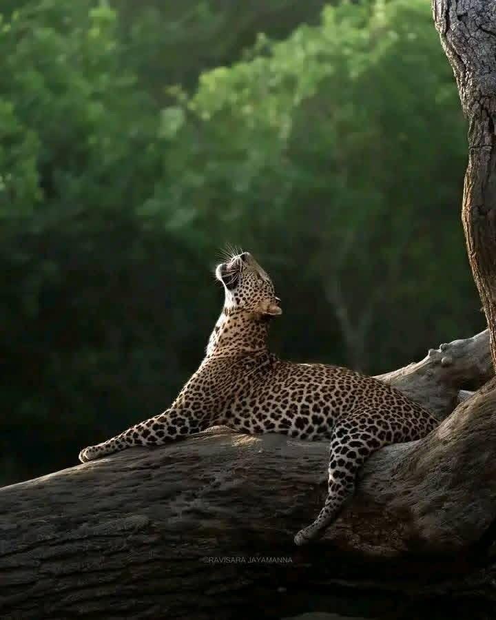 Wild Sri Lankan leopard resting gracefully on a tree branch in Yala National Park